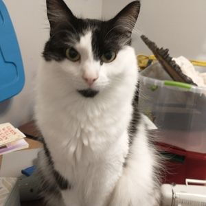 Meet your Posher, Jeannie